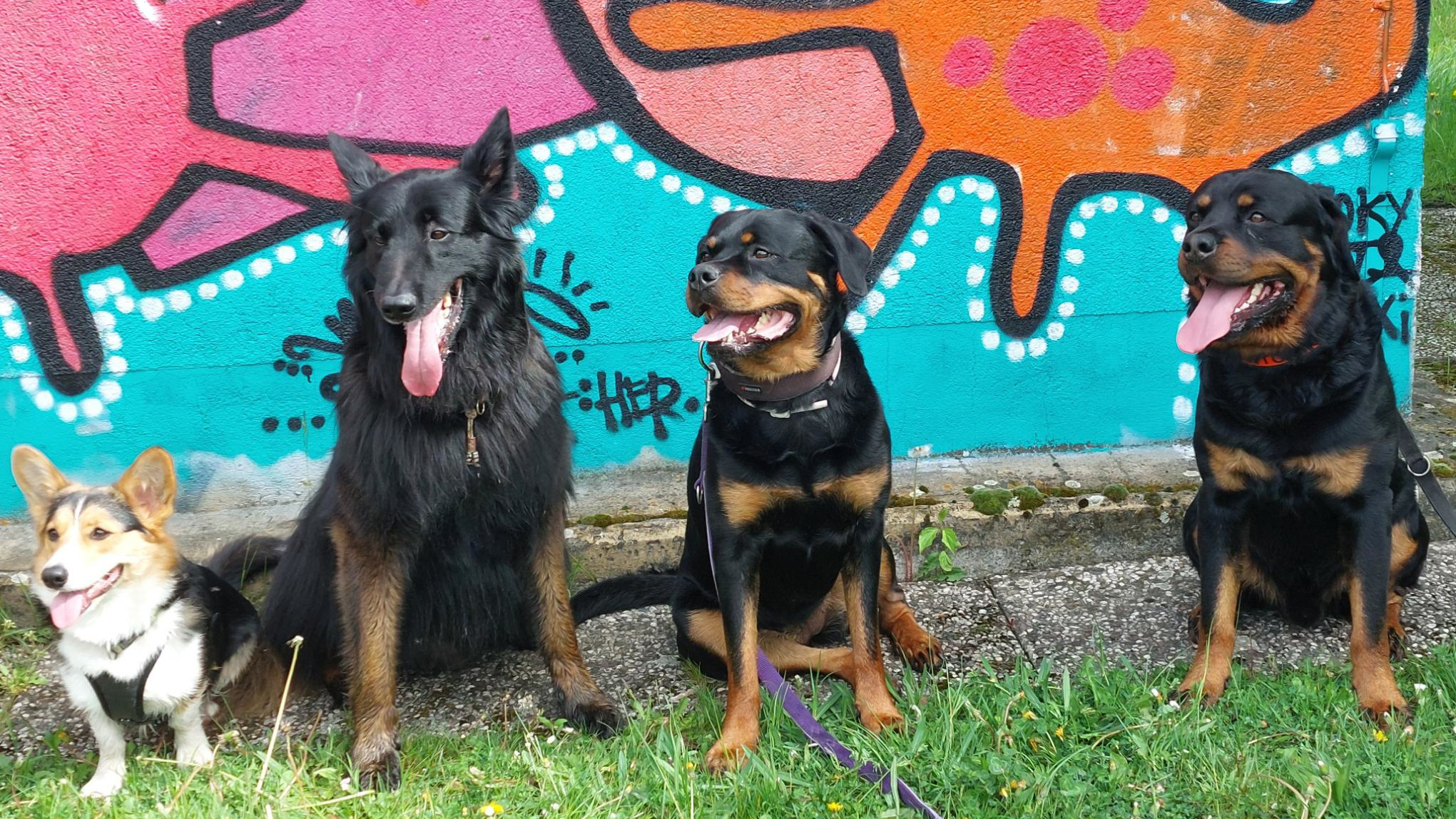 Rally Obedience
