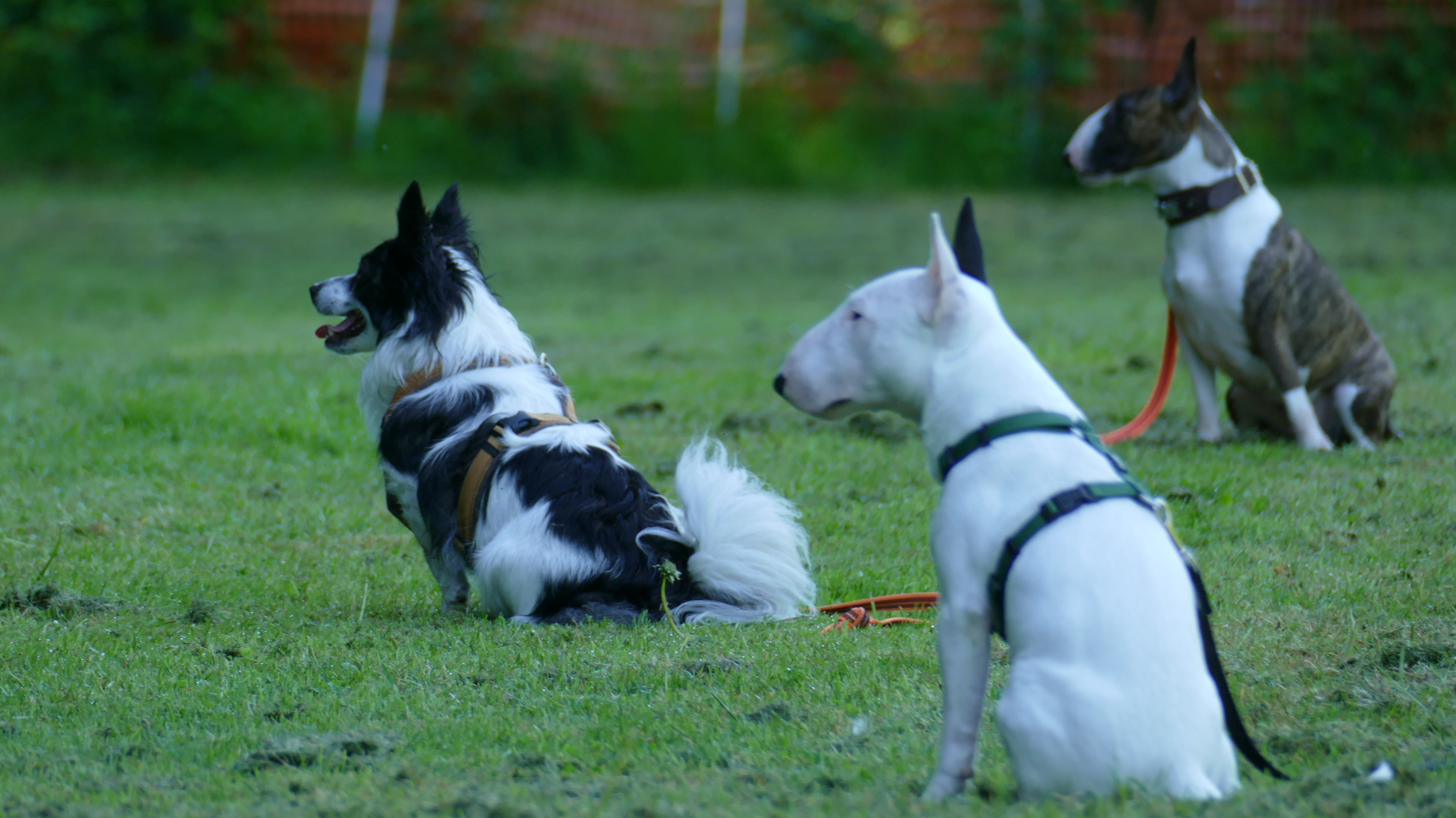 Rally Obedience