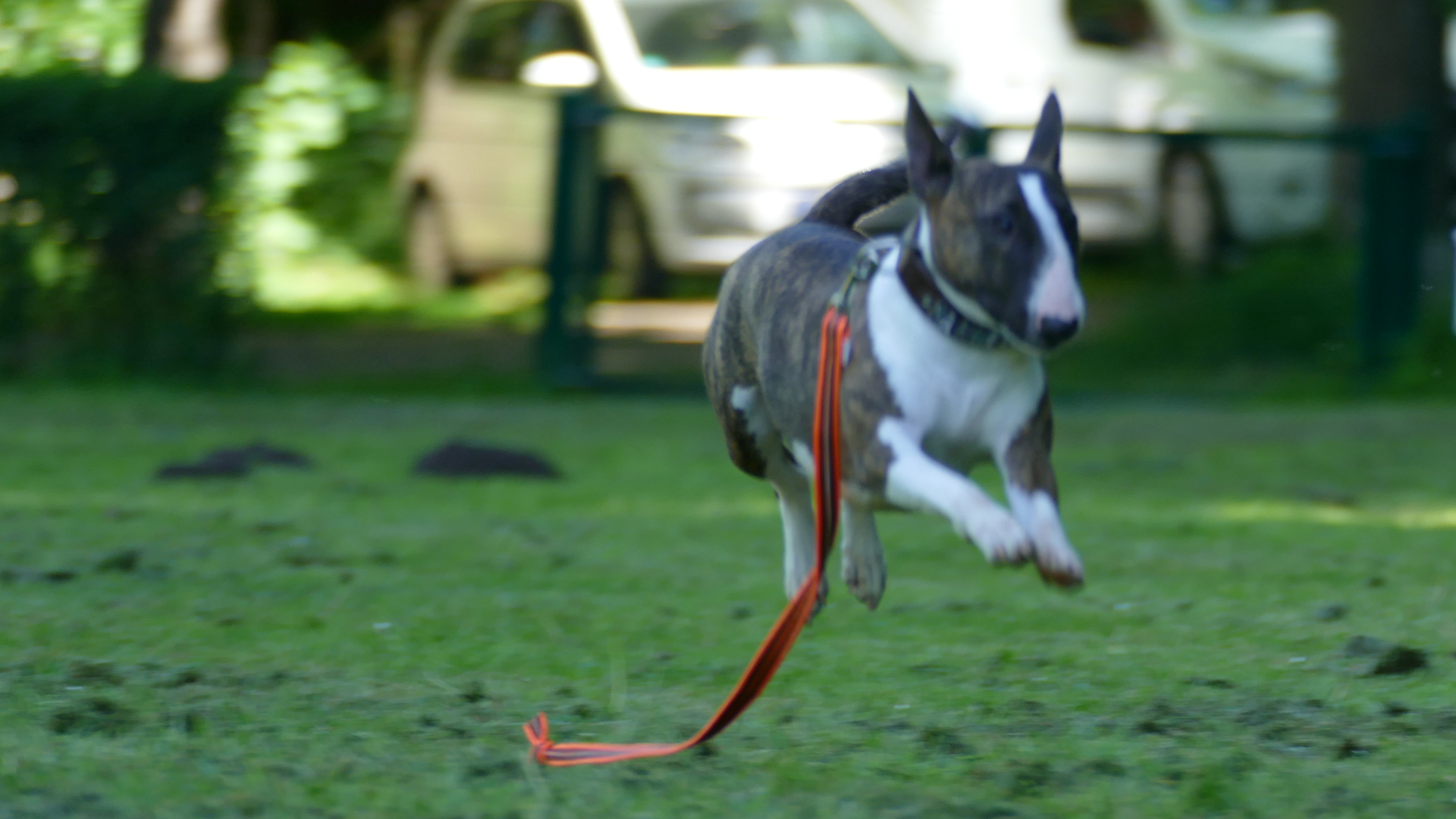 Rally Obedience