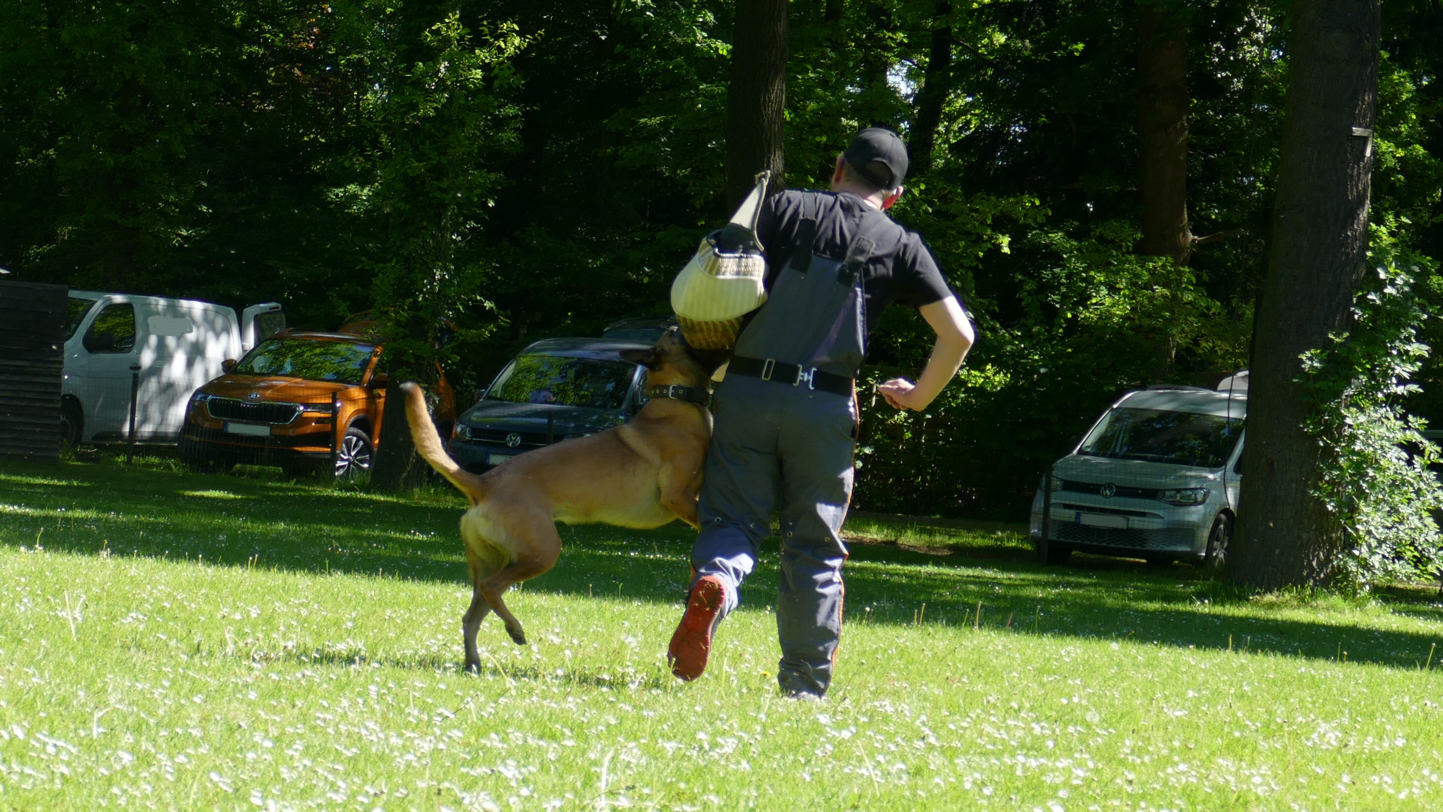 Gebrauchshundeausbildung